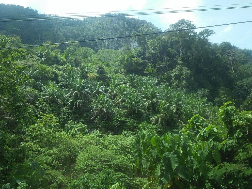 Perbukitan Hijau Sijunjung